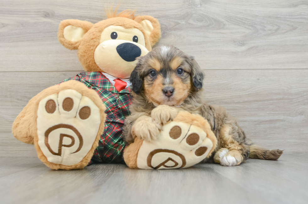 5 week old Mini Aussiedoodle Puppy For Sale - Pilesgrove Pups