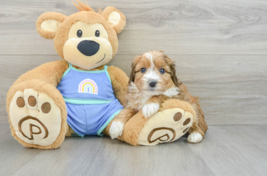 Funny Mini Aussiedoodle Poodle Mix Pup