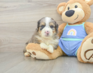 8 week old Mini Aussiedoodle Puppy For Sale - Pilesgrove Pups