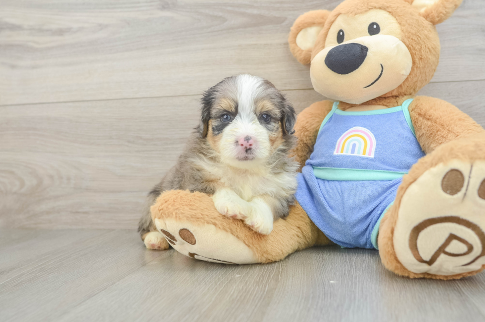 5 week old Mini Aussiedoodle Puppy For Sale - Pilesgrove Pups