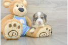 Hypoallergenic Aussiepoo Poodle Mix Puppy