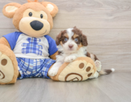 8 week old Mini Aussiedoodle Puppy For Sale - Pilesgrove Pups