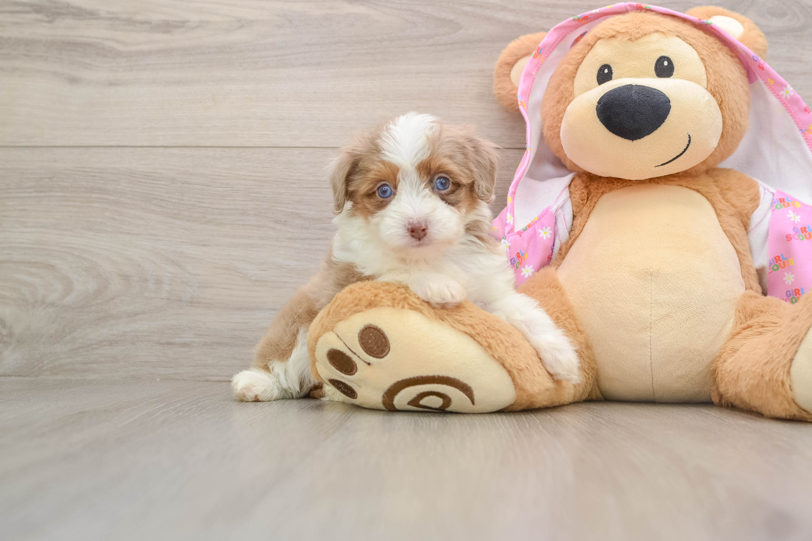 Mini Aussiedoodle Puppy for Adoption