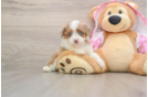 Mini Aussiedoodle Puppy for Adoption