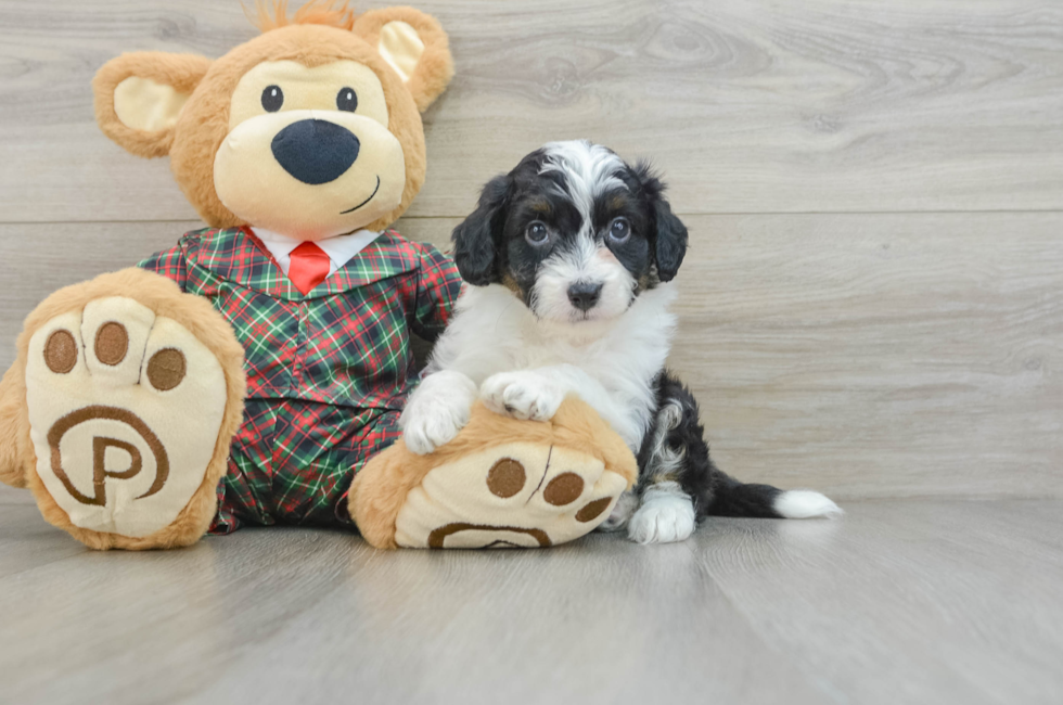 5 week old Mini Aussiedoodle Puppy For Sale - Pilesgrove Pups