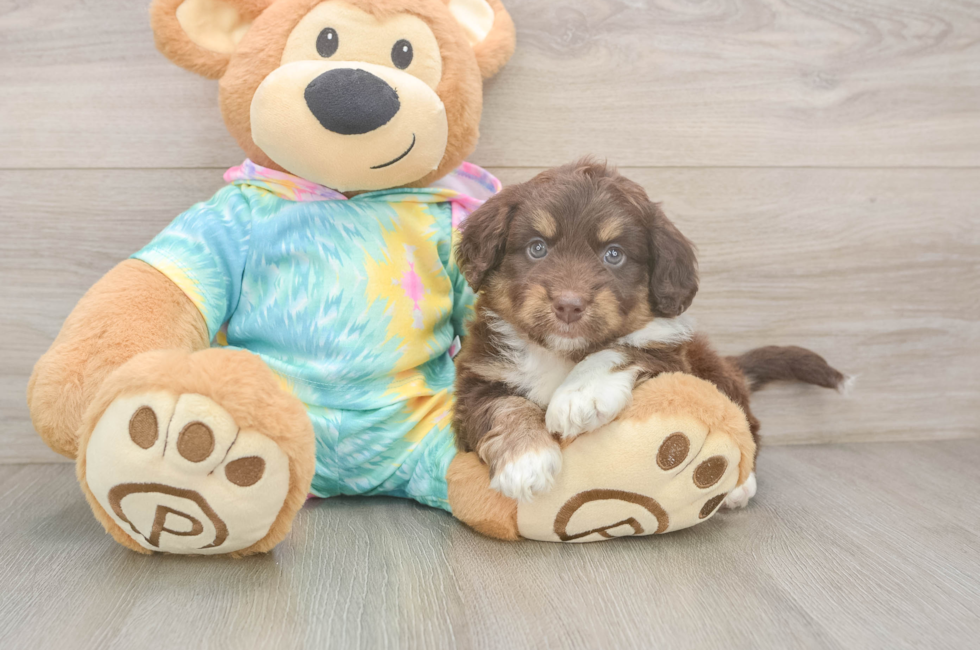 5 week old Mini Aussiedoodle Puppy For Sale - Pilesgrove Pups