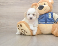 7 week old Mini Aussiedoodle Puppy For Sale - Pilesgrove Pups