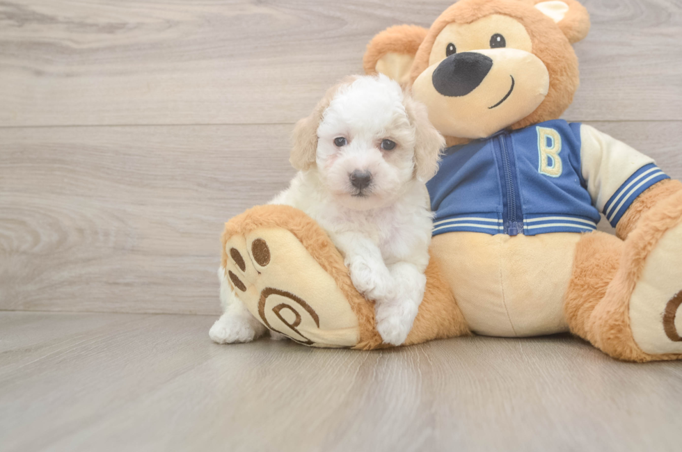 5 week old Mini Aussiedoodle Puppy For Sale - Pilesgrove Pups