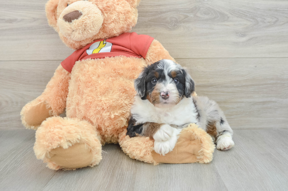 7 week old Mini Aussiedoodle Puppy For Sale - Pilesgrove Pups