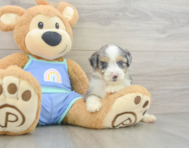 8 week old Mini Aussiedoodle Puppy For Sale - Pilesgrove Pups