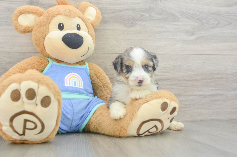 5 week old Mini Aussiedoodle Puppy For Sale - Pilesgrove Pups