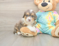 8 week old Mini Aussiedoodle Puppy For Sale - Pilesgrove Pups