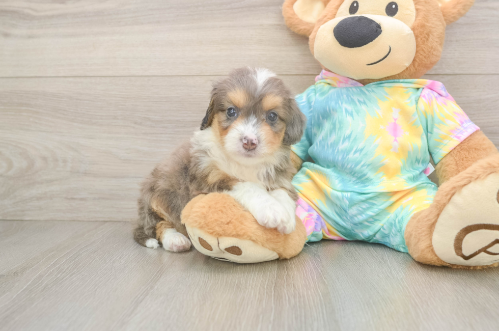 5 week old Mini Aussiedoodle Puppy For Sale - Pilesgrove Pups