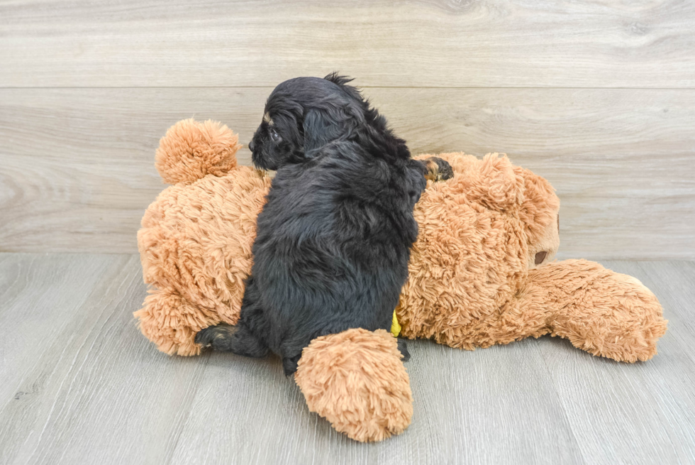 Mini Aussiedoodle Puppy for Adoption