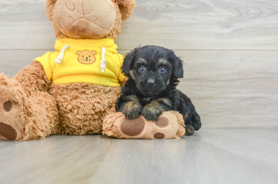 Sweet Mini Aussiedoodle Baby