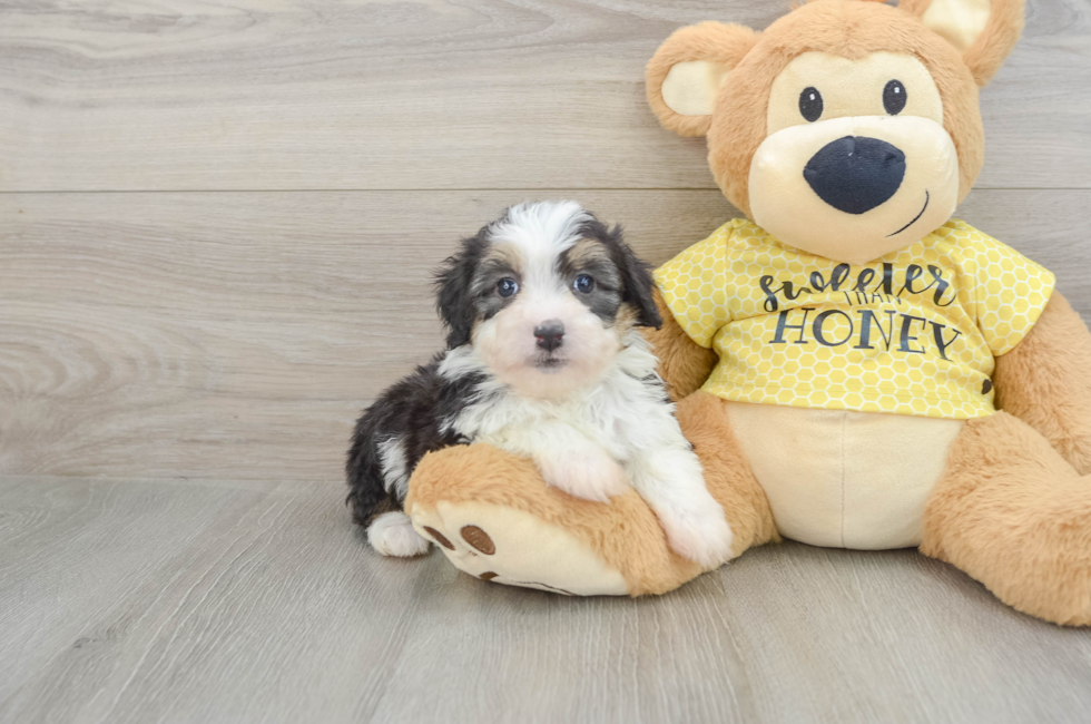 6 week old Mini Aussiedoodle Puppy For Sale - Pilesgrove Pups