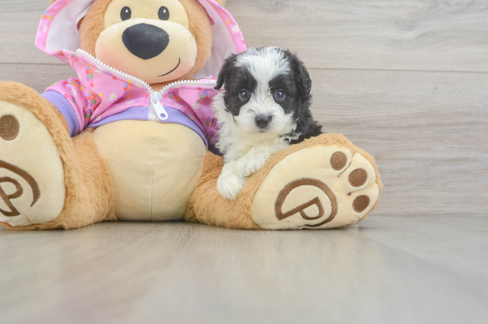 5 week old Mini Aussiedoodle Puppy For Sale - Pilesgrove Pups