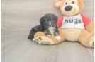 Little Mini Aussiepoo Poodle Mix Puppy