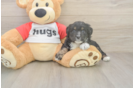Popular Mini Aussiedoodle Poodle Mix Pup