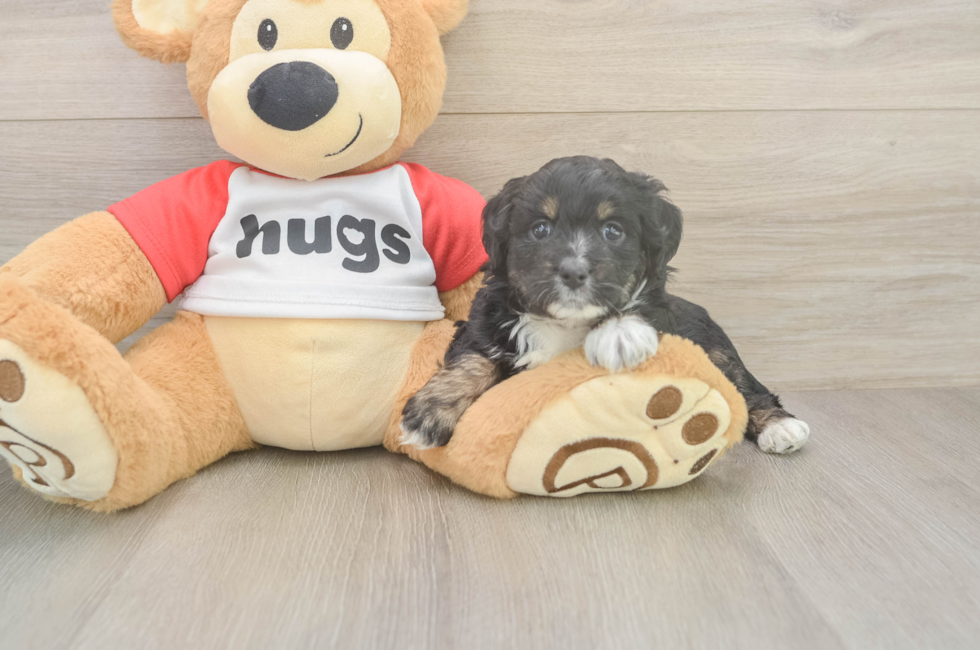 5 week old Mini Aussiedoodle Puppy For Sale - Pilesgrove Pups