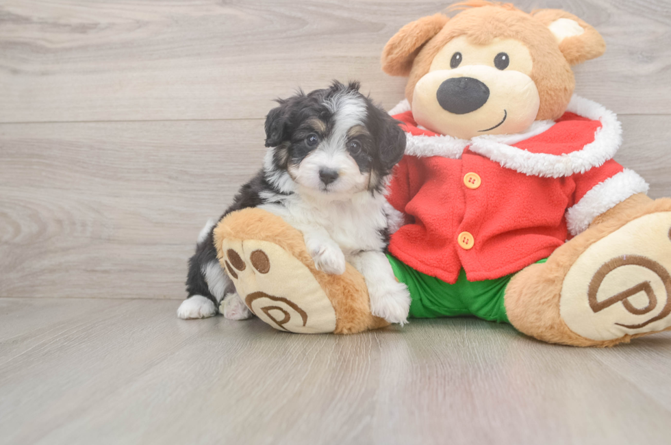 5 week old Mini Aussiedoodle Puppy For Sale - Pilesgrove Pups