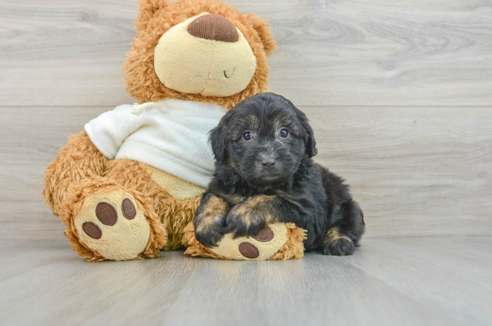 6 week old Mini Aussiedoodle Puppy For Sale - Pilesgrove Pups