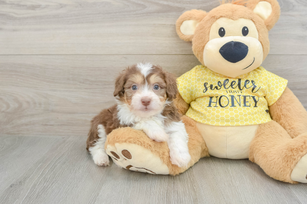 6 week old Mini Aussiedoodle Puppy For Sale - Pilesgrove Pups