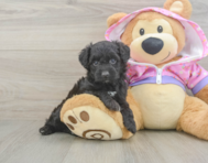8 week old Mini Aussiedoodle Puppy For Sale - Pilesgrove Pups