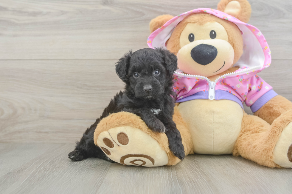 5 week old Mini Aussiedoodle Puppy For Sale - Pilesgrove Pups