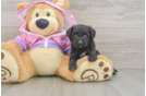 Mini Aussiedoodle Puppy for Adoption