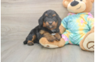 Mini Aussiedoodle Pup Being Cute