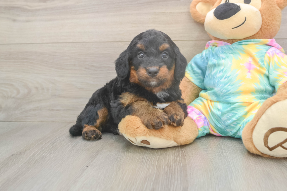 Mini Aussiedoodle Pup Being Cute