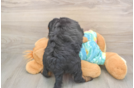 Mini Aussiedoodle Pup Being Cute
