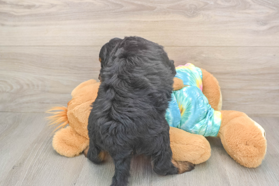 Mini Aussiedoodle Pup Being Cute