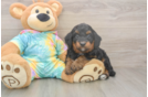 Mini Aussiedoodle Puppy for Adoption