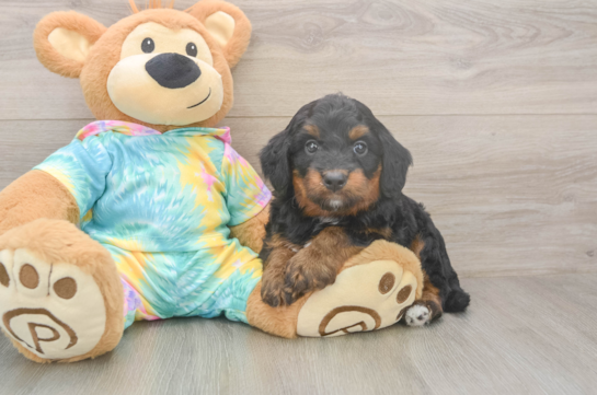 Mini Aussiedoodle Puppy for Adoption