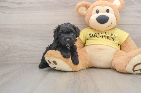 Mini Aussiedoodle Pup Being Cute