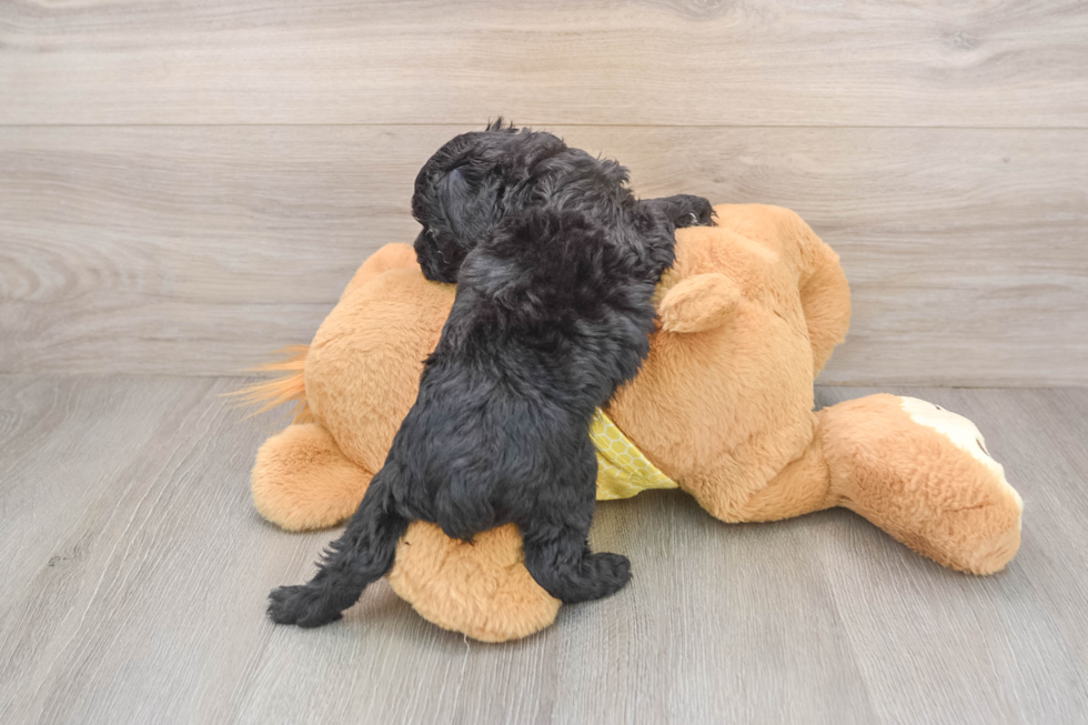 Mini Aussiedoodle Puppy for Adoption
