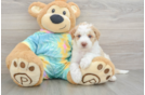 Mini Aussiedoodle Pup Being Cute