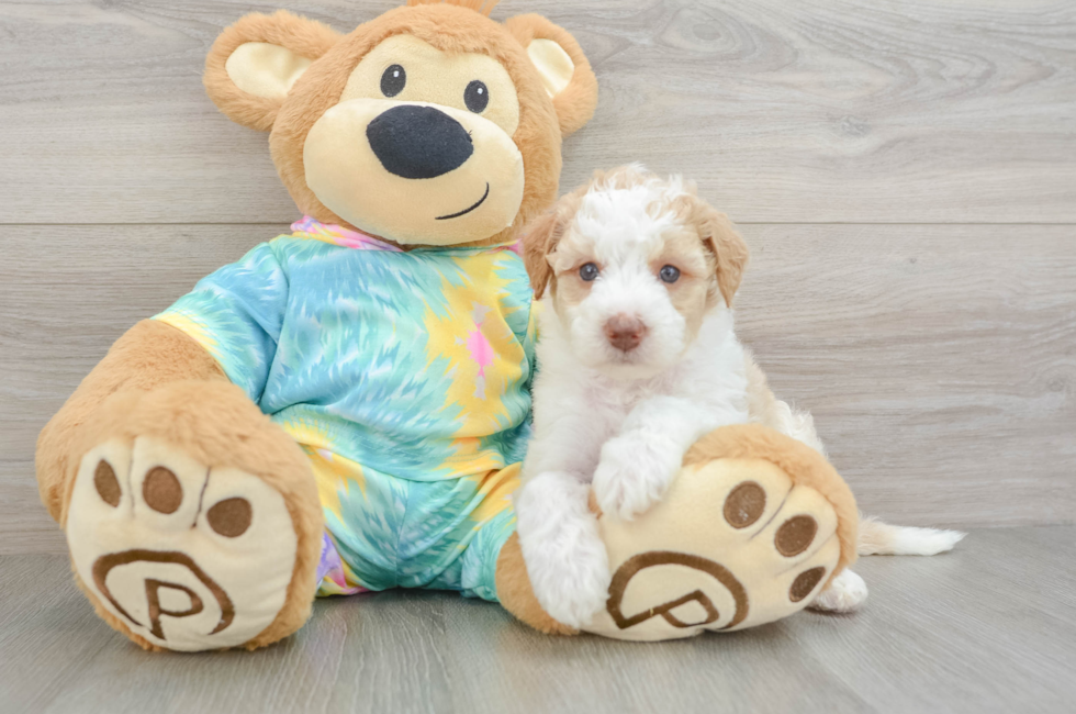 5 week old Mini Aussiedoodle Puppy For Sale - Pilesgrove Pups
