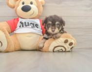 8 week old Mini Aussiedoodle Puppy For Sale - Pilesgrove Pups