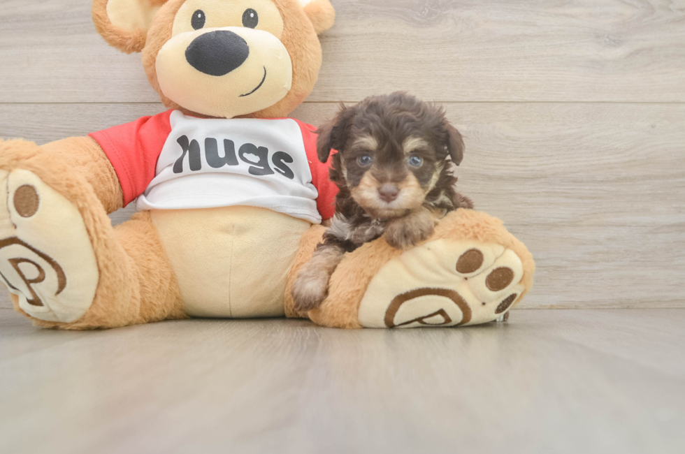 5 week old Mini Aussiedoodle Puppy For Sale - Pilesgrove Pups