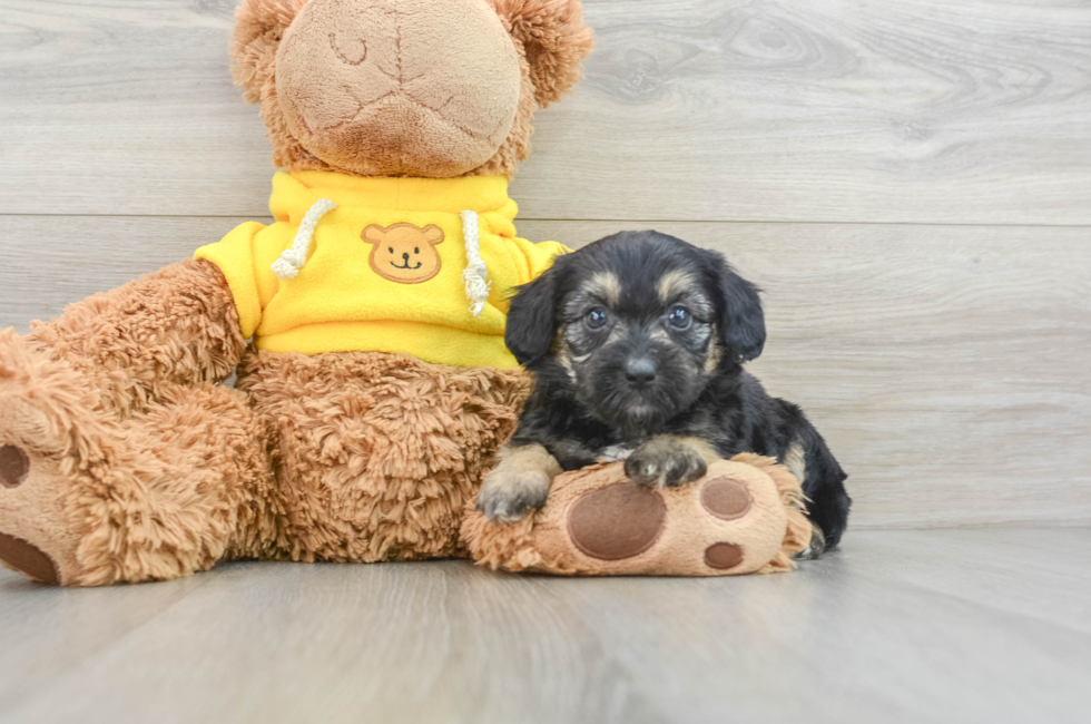 9 week old Mini Aussiedoodle Puppy For Sale - Pilesgrove Pups