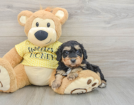 8 week old Mini Aussiedoodle Puppy For Sale - Pilesgrove Pups
