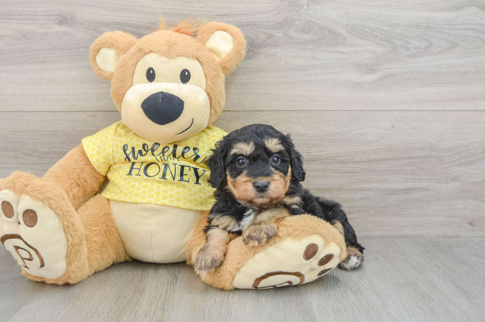 6 week old Mini Aussiedoodle Puppy For Sale - Pilesgrove Pups
