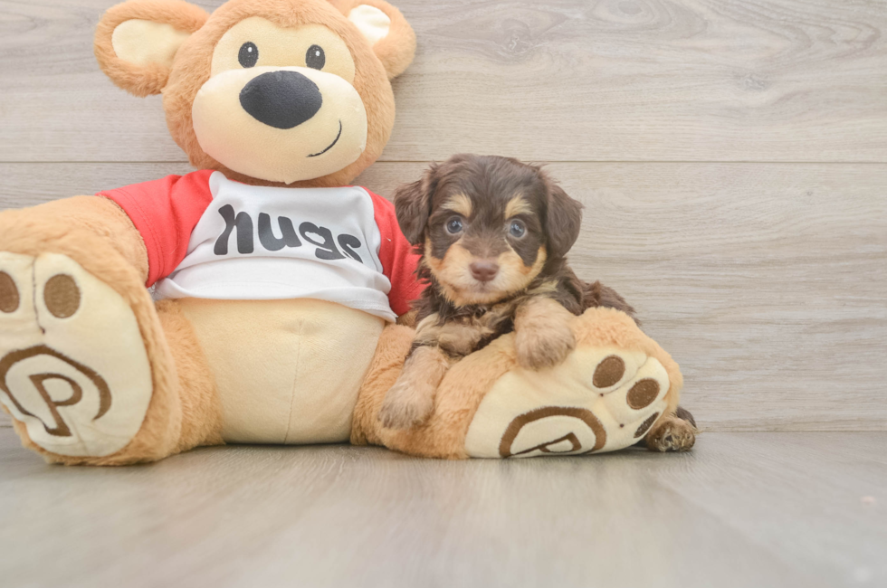 5 week old Mini Aussiedoodle Puppy For Sale - Pilesgrove Pups