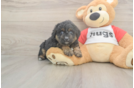 Cute Mini Aussiedoodle Baby