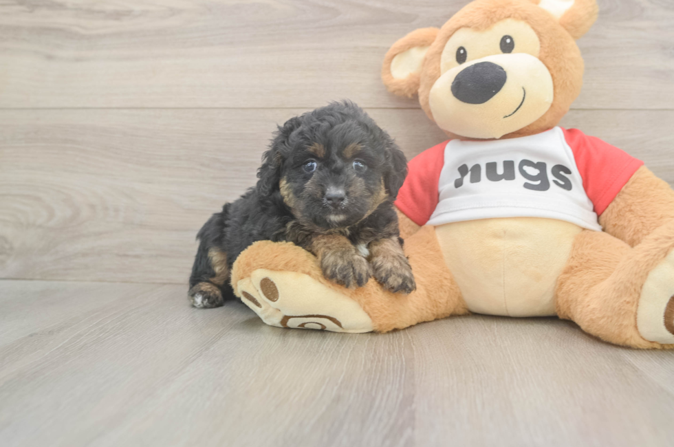 5 week old Mini Aussiedoodle Puppy For Sale - Pilesgrove Pups