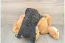 Funny Mini Aussiedoodle Poodle Mix Pup