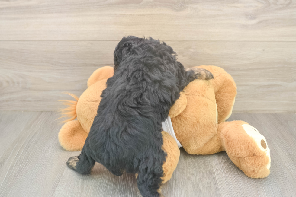 Funny Mini Aussiedoodle Poodle Mix Pup